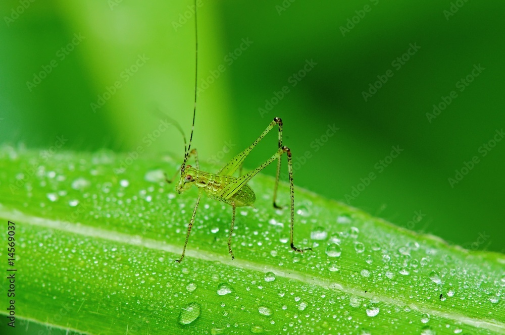 grasshopper and dew grasshopper and dew