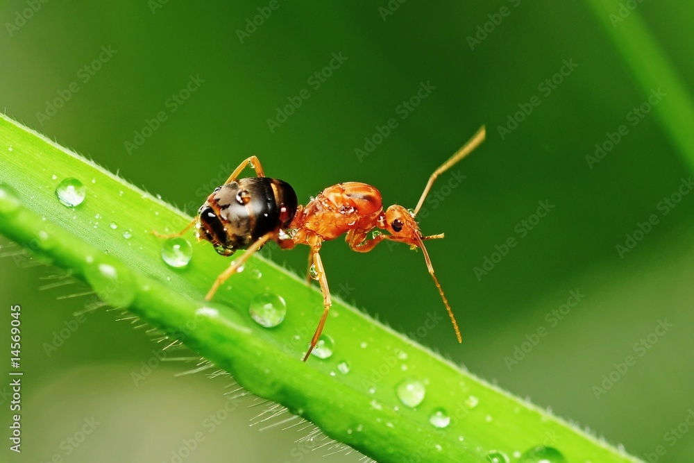red ant and dew in the parks red ant and dew in the parks