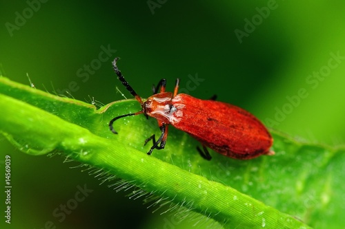 red bug in the parks