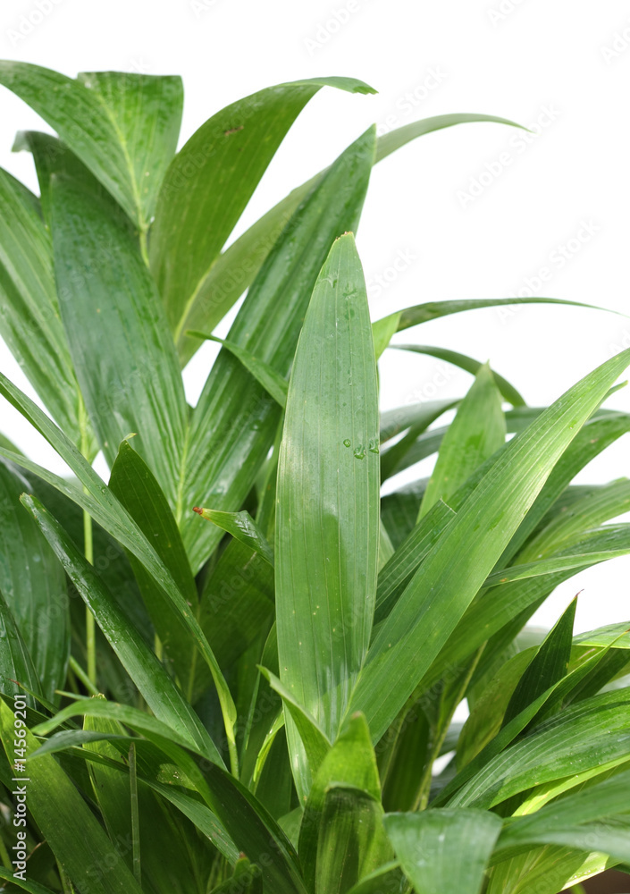 Obraz premium petits palmiers