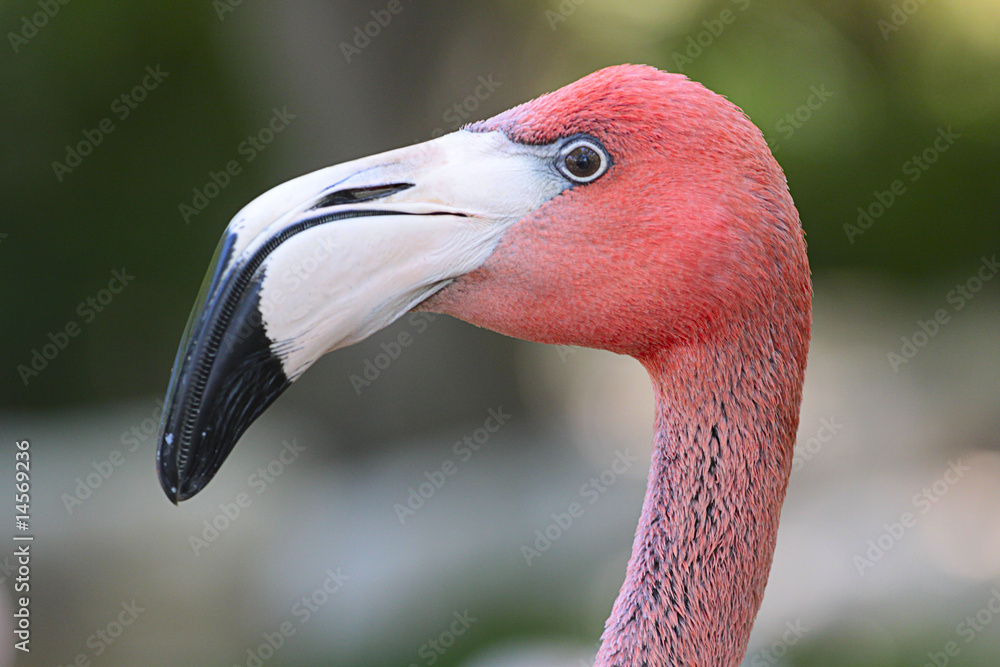 Fototapeta premium Pink flamingo closeup.