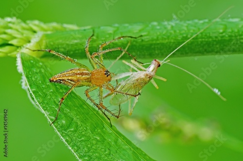 lynx spider eating a grasshopper