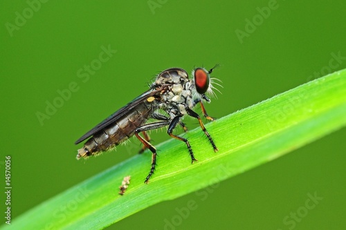 robber fly in the parks