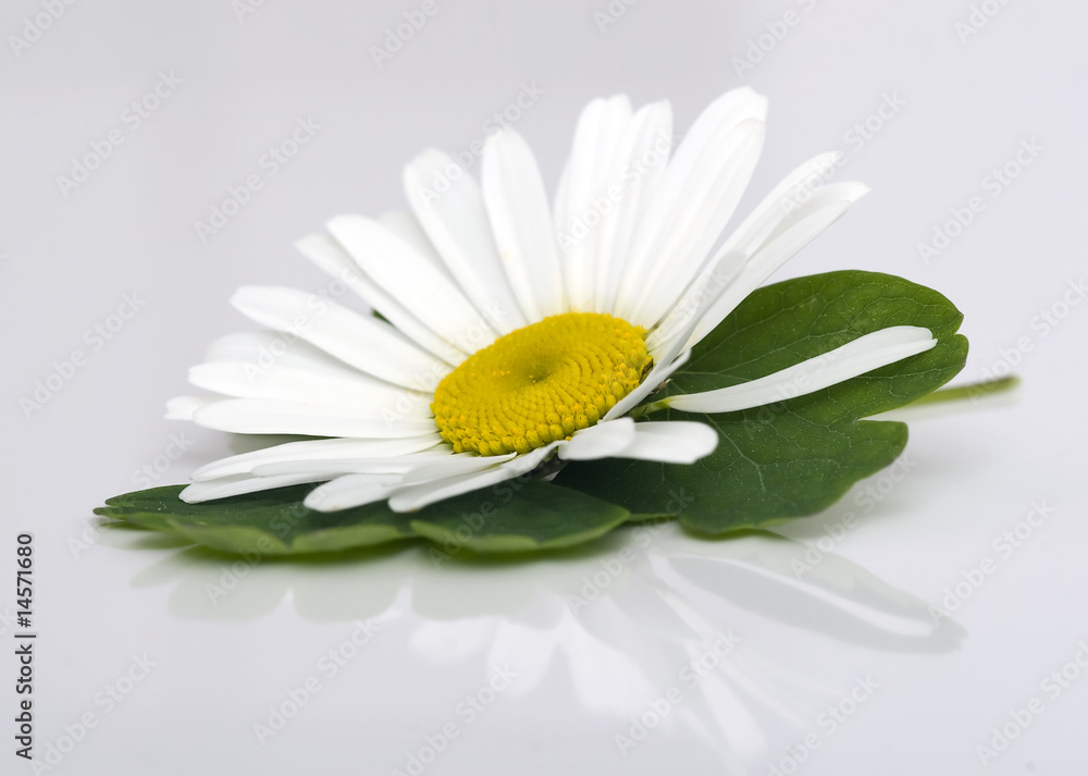 Fototapeta premium camomile flower