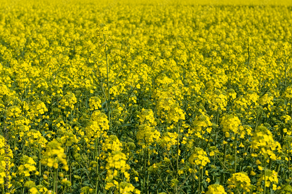 Panoramic photo of a field of rapeseed