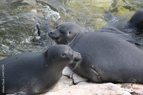 Baikal Mammal-seal