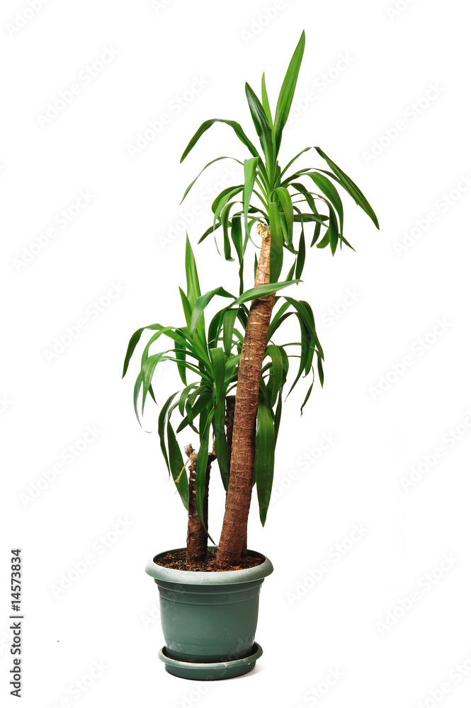 plant plant