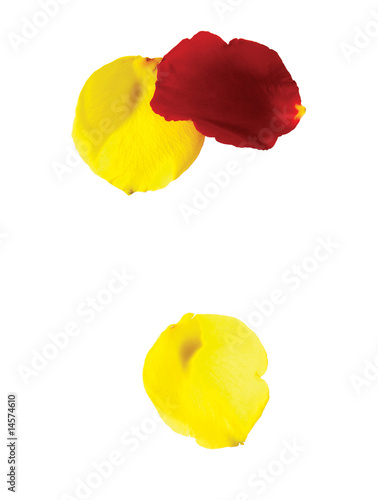 flower petals