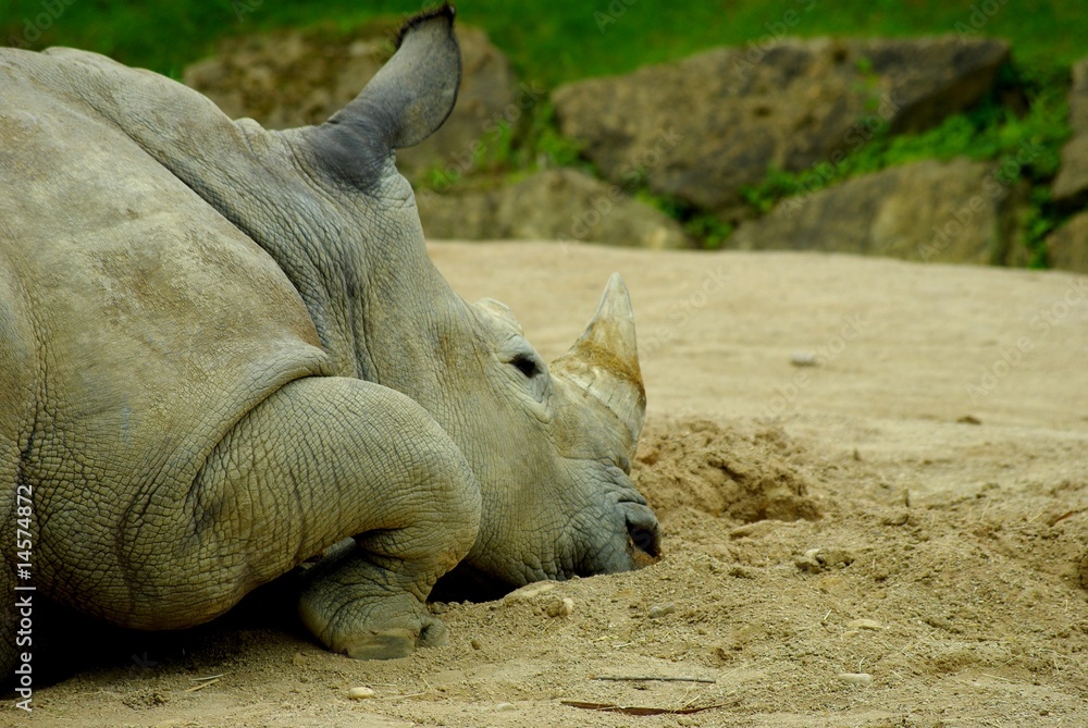Naklejka premium rhinocéros blanc