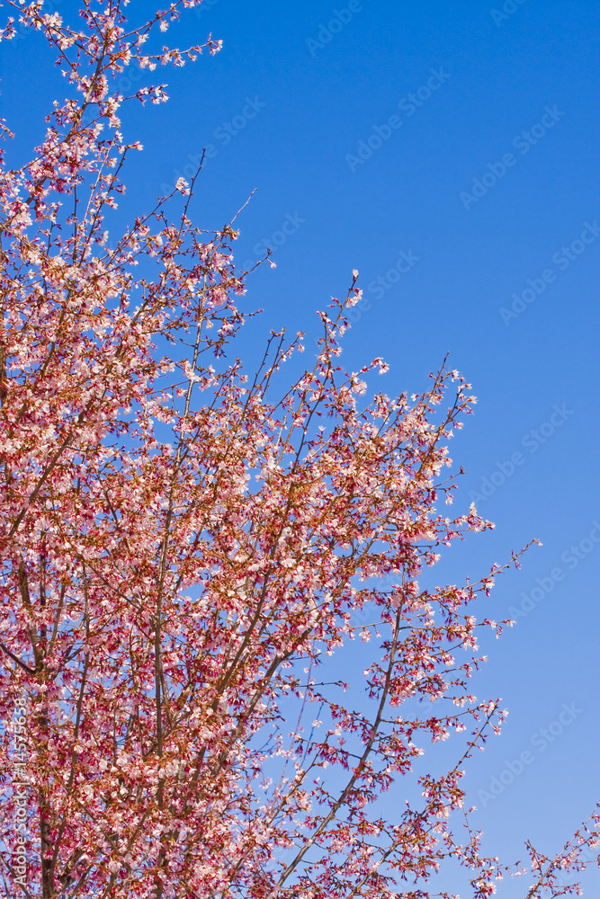 Cherry Blossoms on Blue