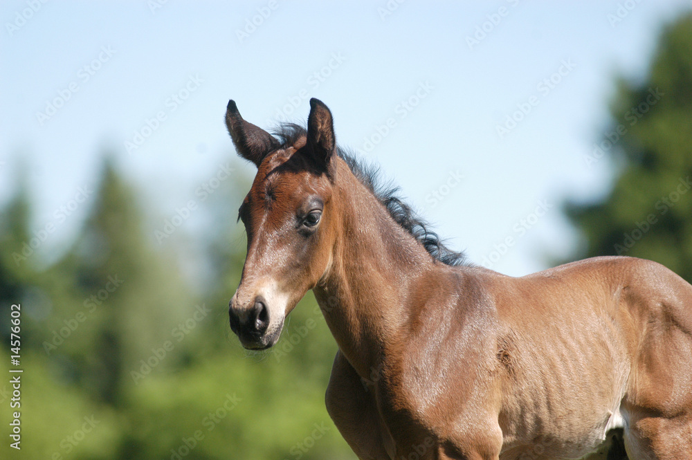 Ein Warmblut-Fohlen auf der Weide