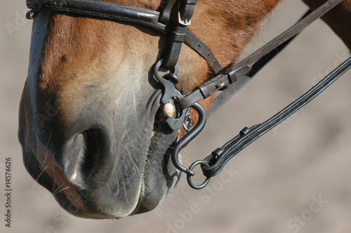 Pferdemaul mit schlichter S-Kandarre © hosphotos