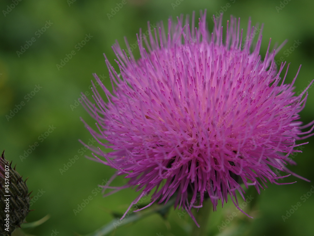 flower flower