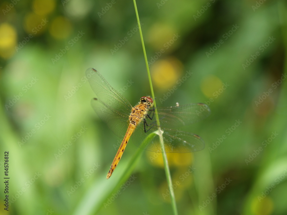 dragonfly dragonfly