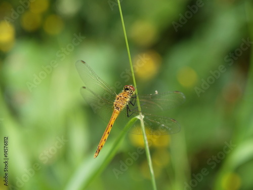 dragonfly © maeadv