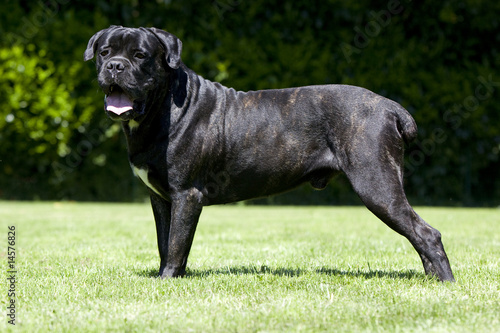 Quadro em tela chien cane corso bringé de profil dans un jardin - imposant