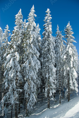Fir-trees on a hill covered with snow
