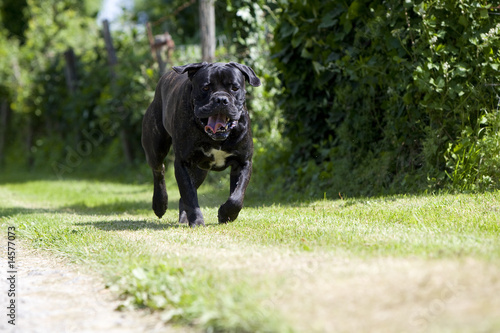 chien cane corso bringé trottant au bord d'un chemin