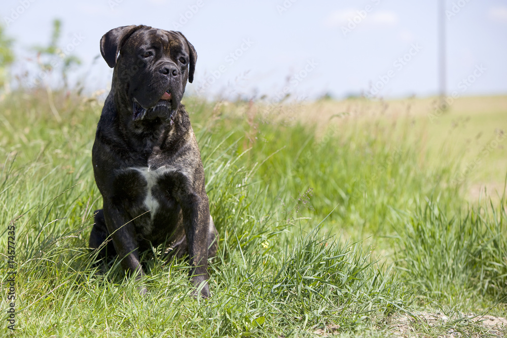 chien cane corso bringé de face assis dans les hautes herbes chien cane corso bringé de face assis dans les hautes herbes