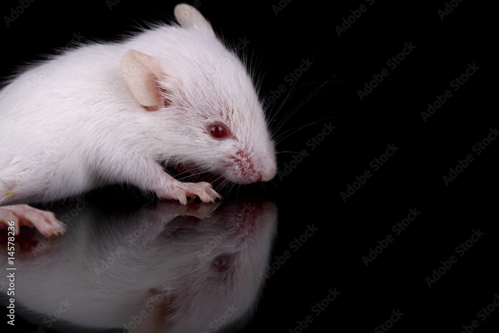 Mus musculus Mus musculus