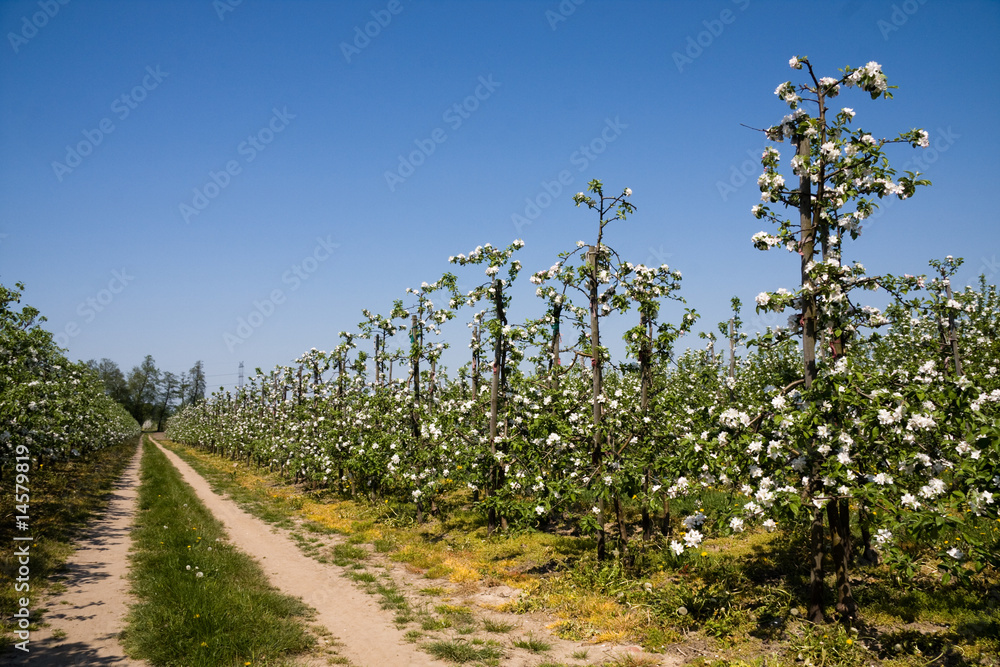 Blossoming apples in orchard