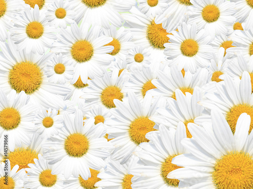 Daisy Background, Summer or Spring Seasonal