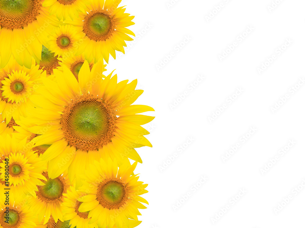 Obraz premium Yellow Flower Background, Summer or Spring Theme