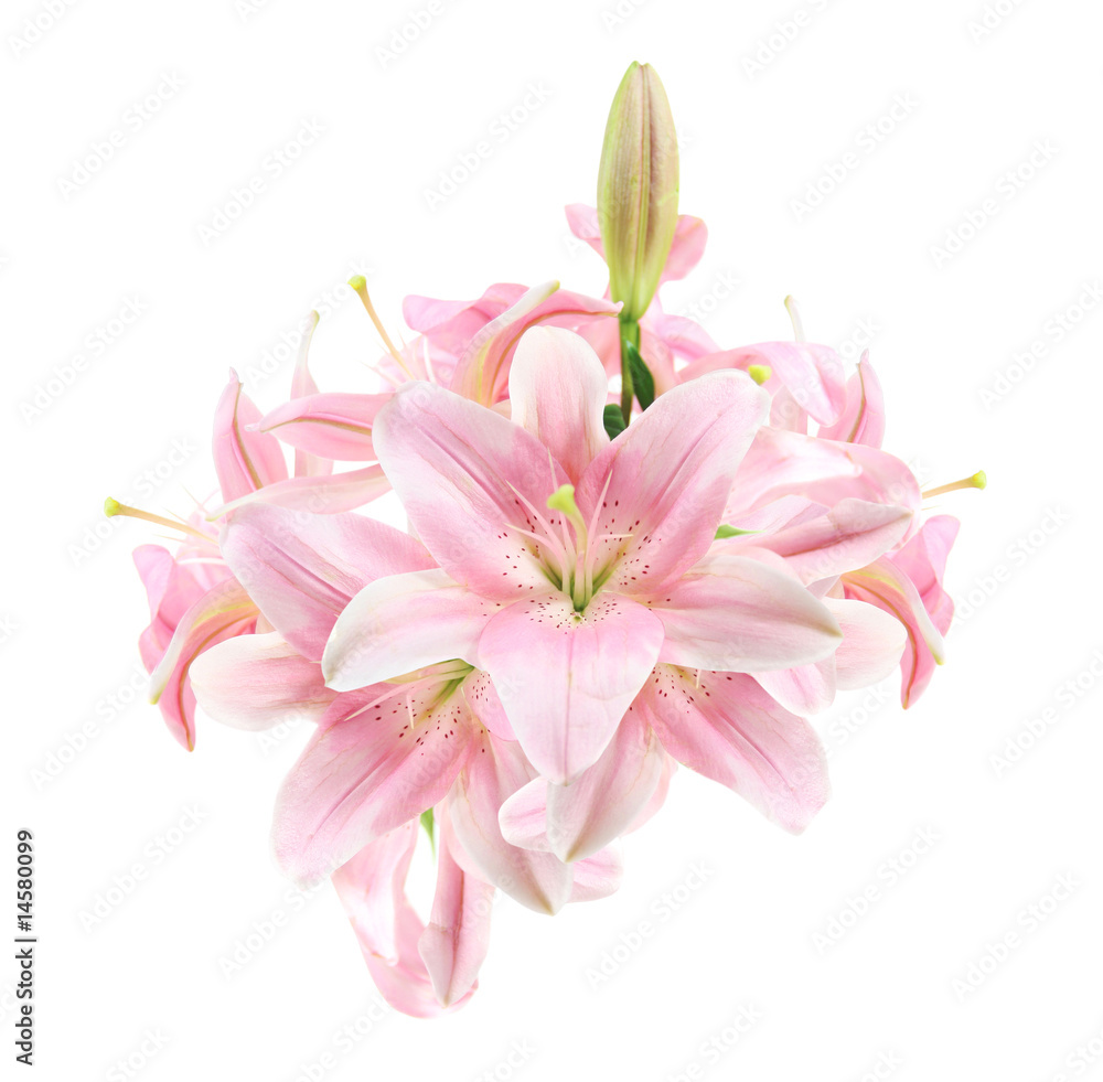 Tropical Flower, Lily Isolated over White