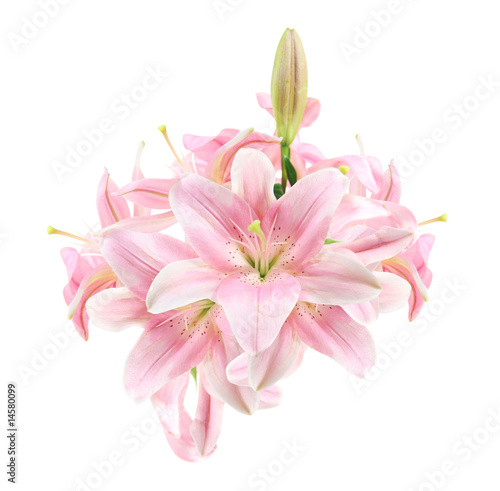 Tropical Flower, Lily Isolated over White