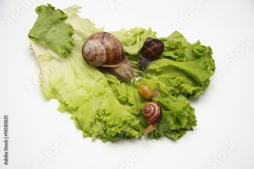 escargot salade photo