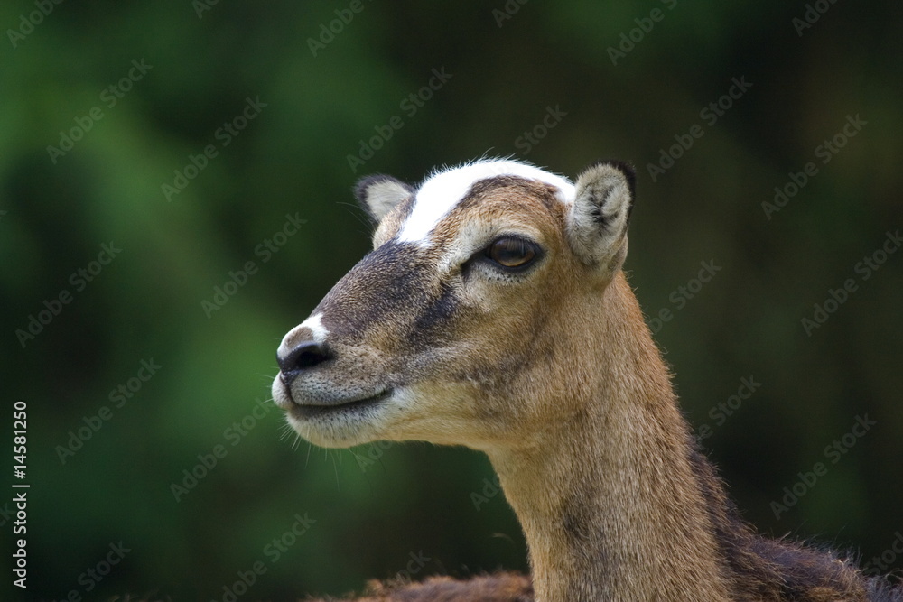 Fototapeta premium Mufflon