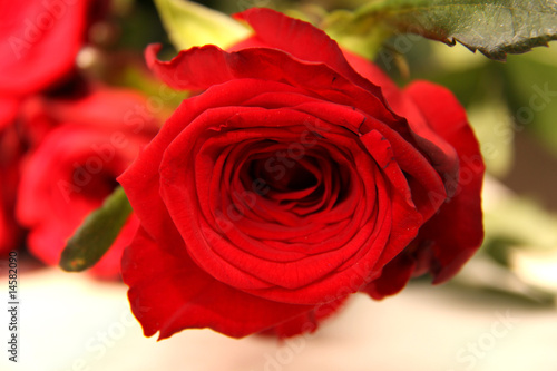 red bright roses