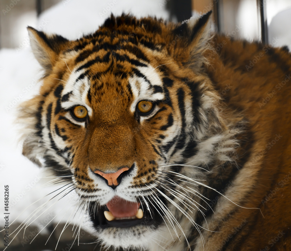 Naklejka premium Tiger portrait