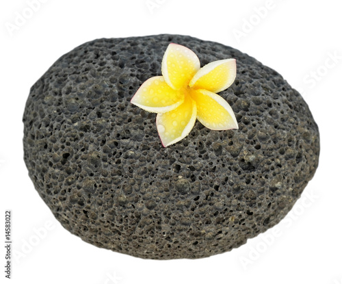 fleur de frangipanier sur galet de basalte alv  ol  