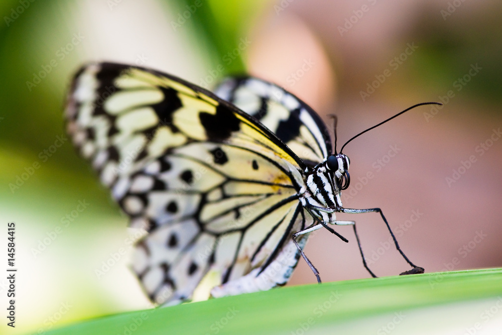 Obraz premium white tree nymth butterfly