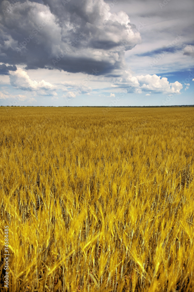 wheat field wheat field