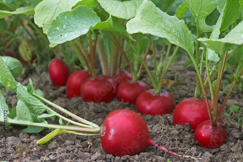 radish in the garden 2 photo