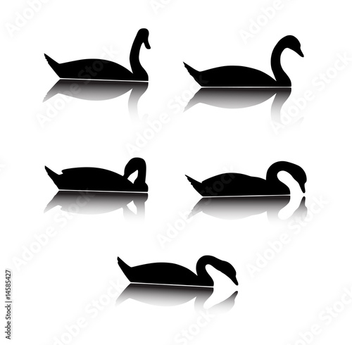 swan silhouettes with reflection (Cygnus olor)