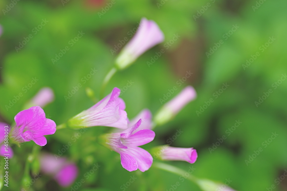 Fototapeta premium ムラサキカタバミの花