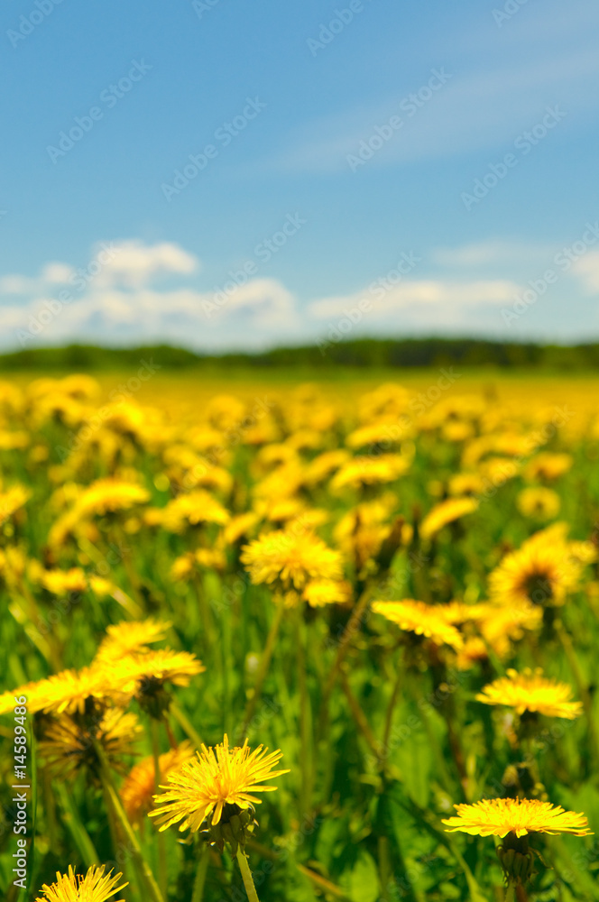 dandelion field, shallow focus dandelion field, shallow focus