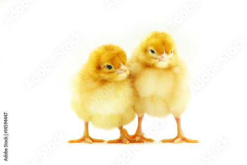 Wallpaper Mural little chicken Torontodigital.ca