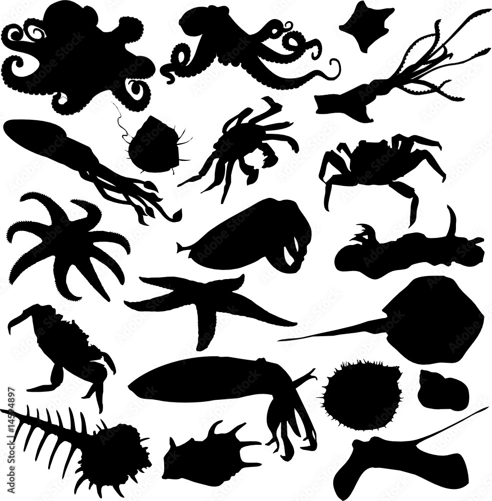 Obraz premium fish, silhouette