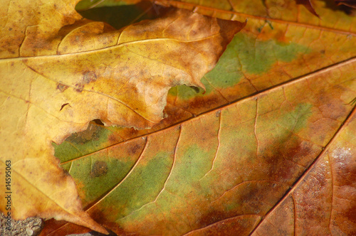 Wallpaper Mural Herbstblätter Torontodigital.ca