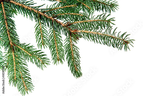 Pine fur tree branch
