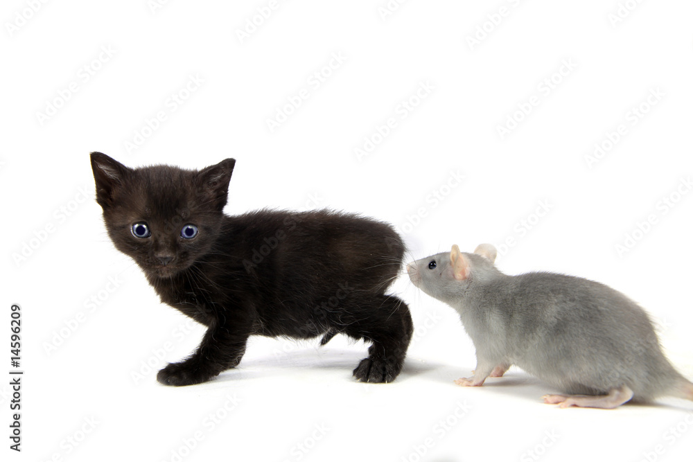 Le chaton et le rat...