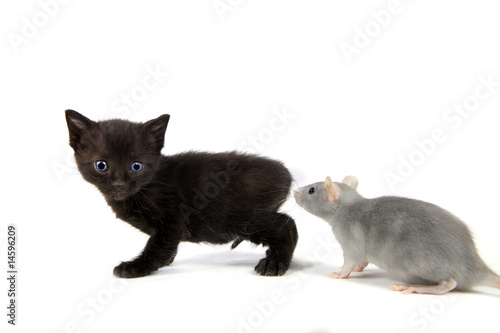 Le chaton et le rat... © Naty Strawberry