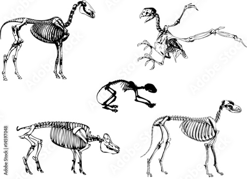 Animals skeleton