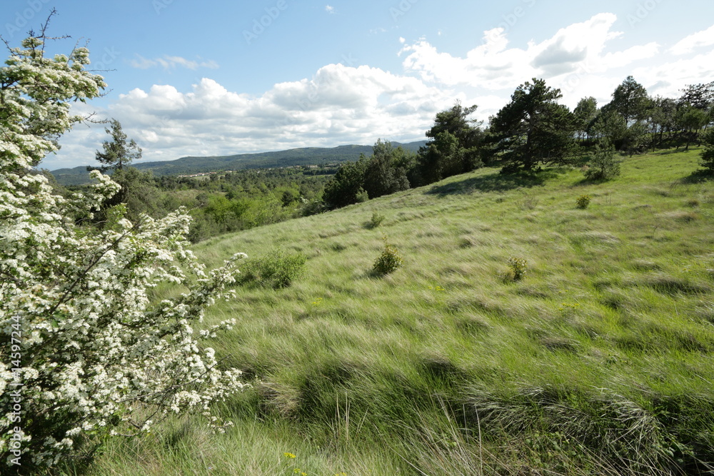 Garrigue dans l'Aude