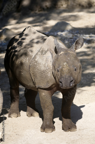 Big young rhino in Tiergarten  Vienna zoo 