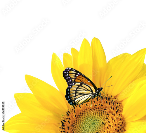 Yellow sunflower with butterfly isolated